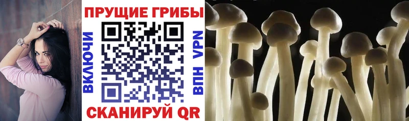 Псилоцибиновые грибы прущие грибы  Ржев 